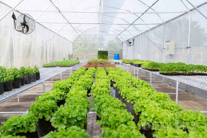 在农场种植有机蔬菜到苗圃环境照片-正版商用图片17hvrh-摄图新视界
