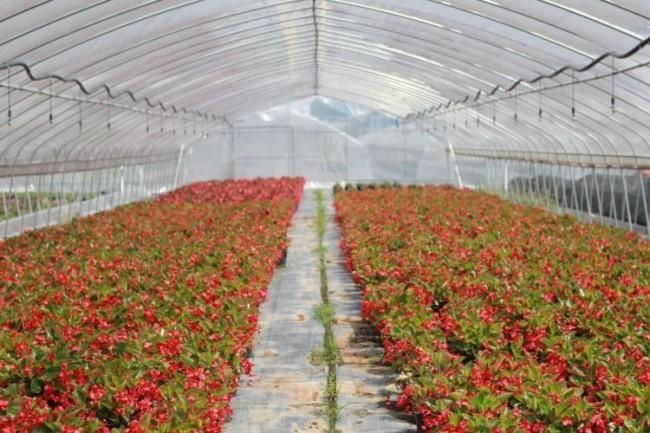 让花卉产业为乡村振兴"添香增色"_腾讯新闻