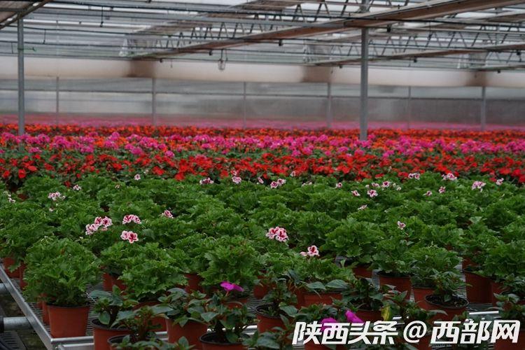 秦汉鲜花港打造国际花卉生产交易中心 助力陕西花卉产业发展
