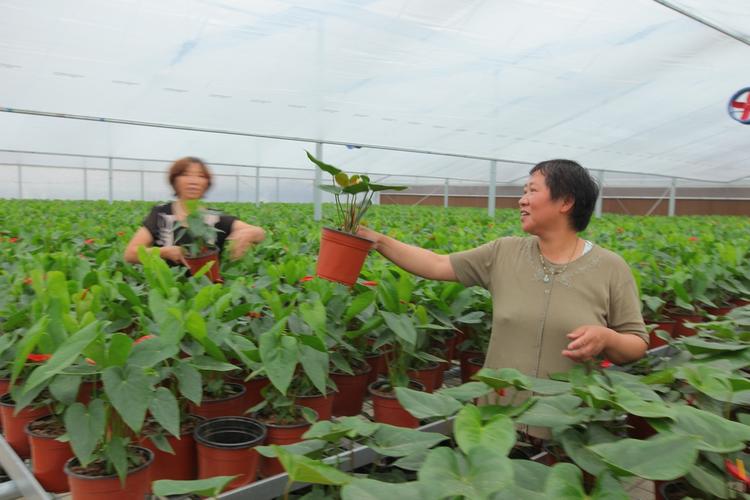 洛阳国豫花木种植园占地1100亩,全部建成后,该公司以名优花卉种植