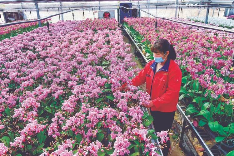 青州花卉种植助农增收